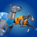 virtual sports betting-greyhound racing