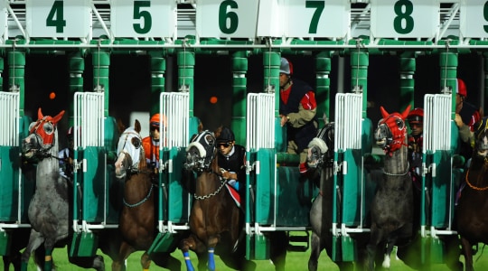 Start horse race