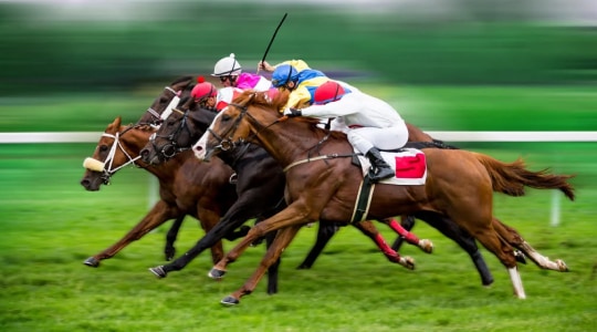 Horse race